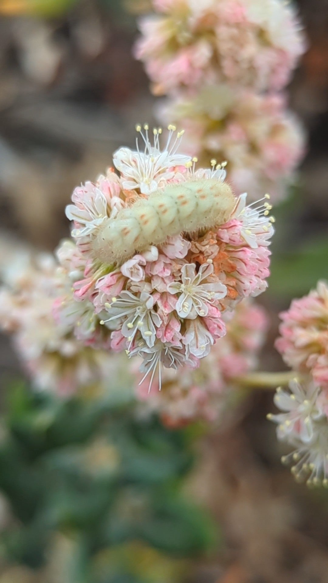 Seacliff Buckwheat image 1