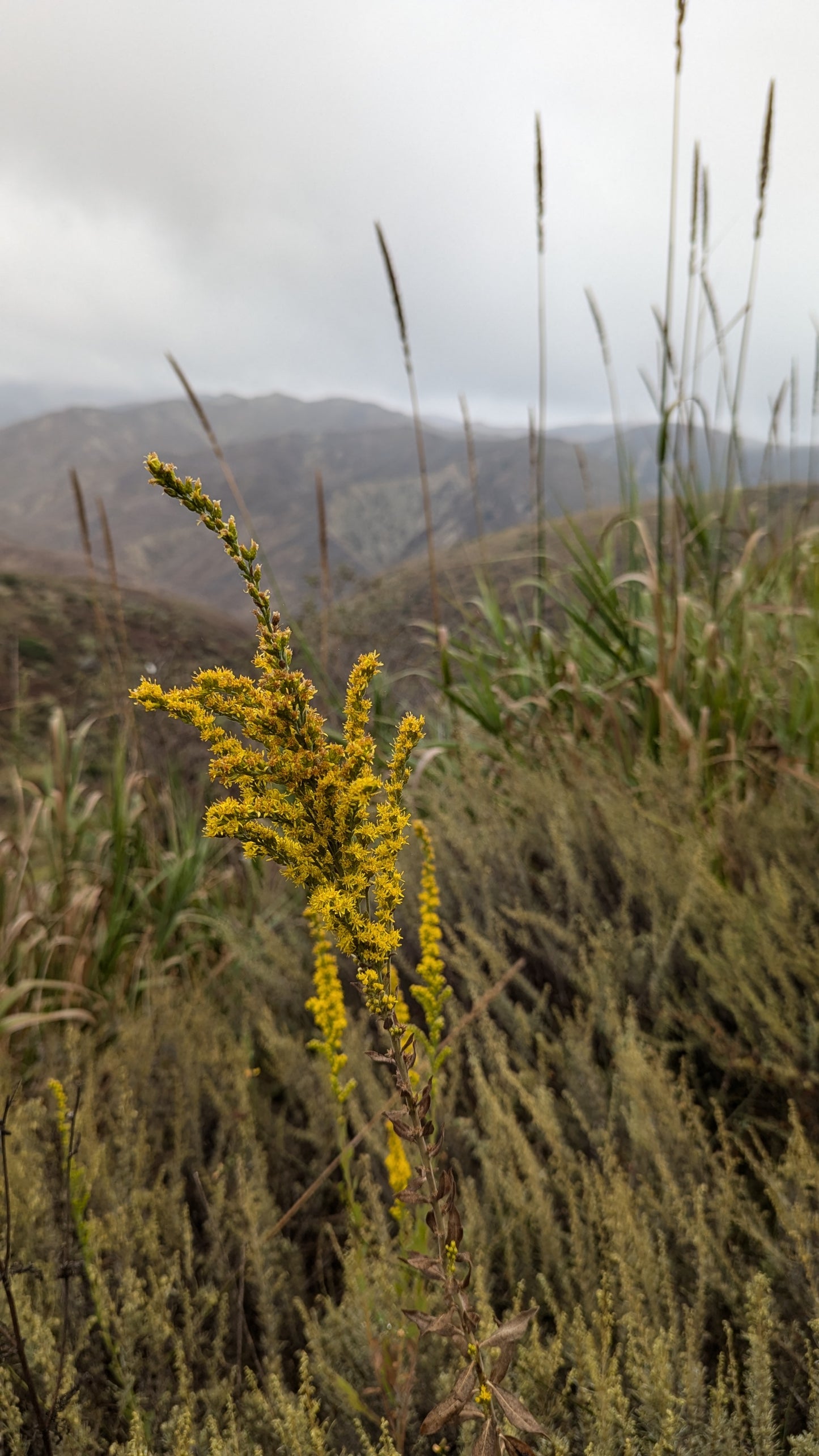 Goldenrod 1 gallon image 0