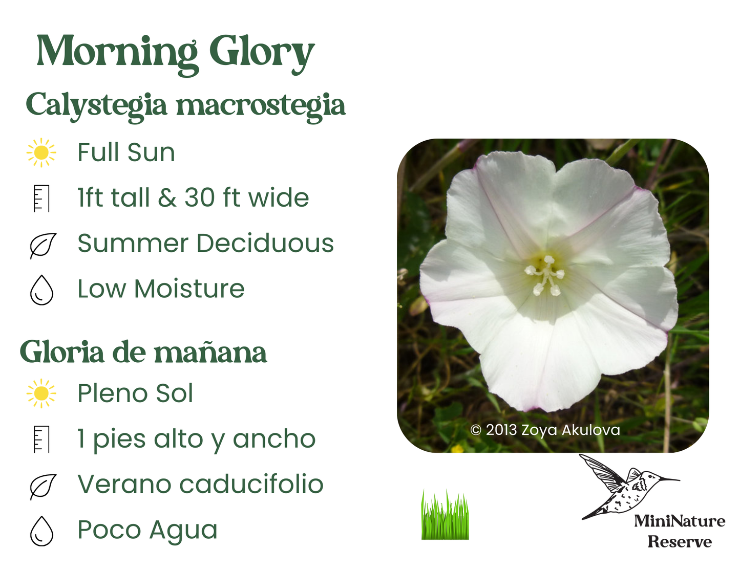 Coastal Morning Glory image 3