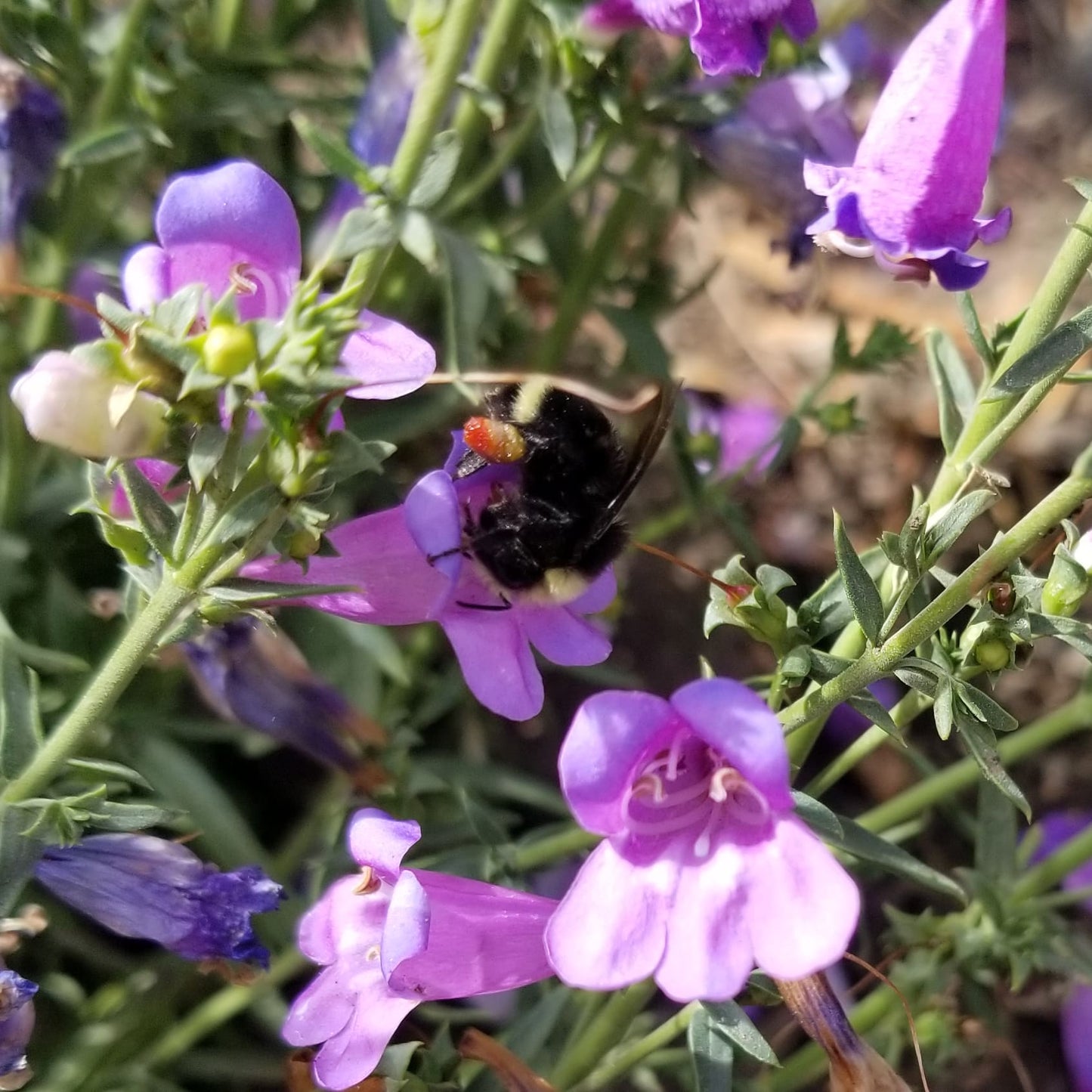 Foothill Penstemon image 2