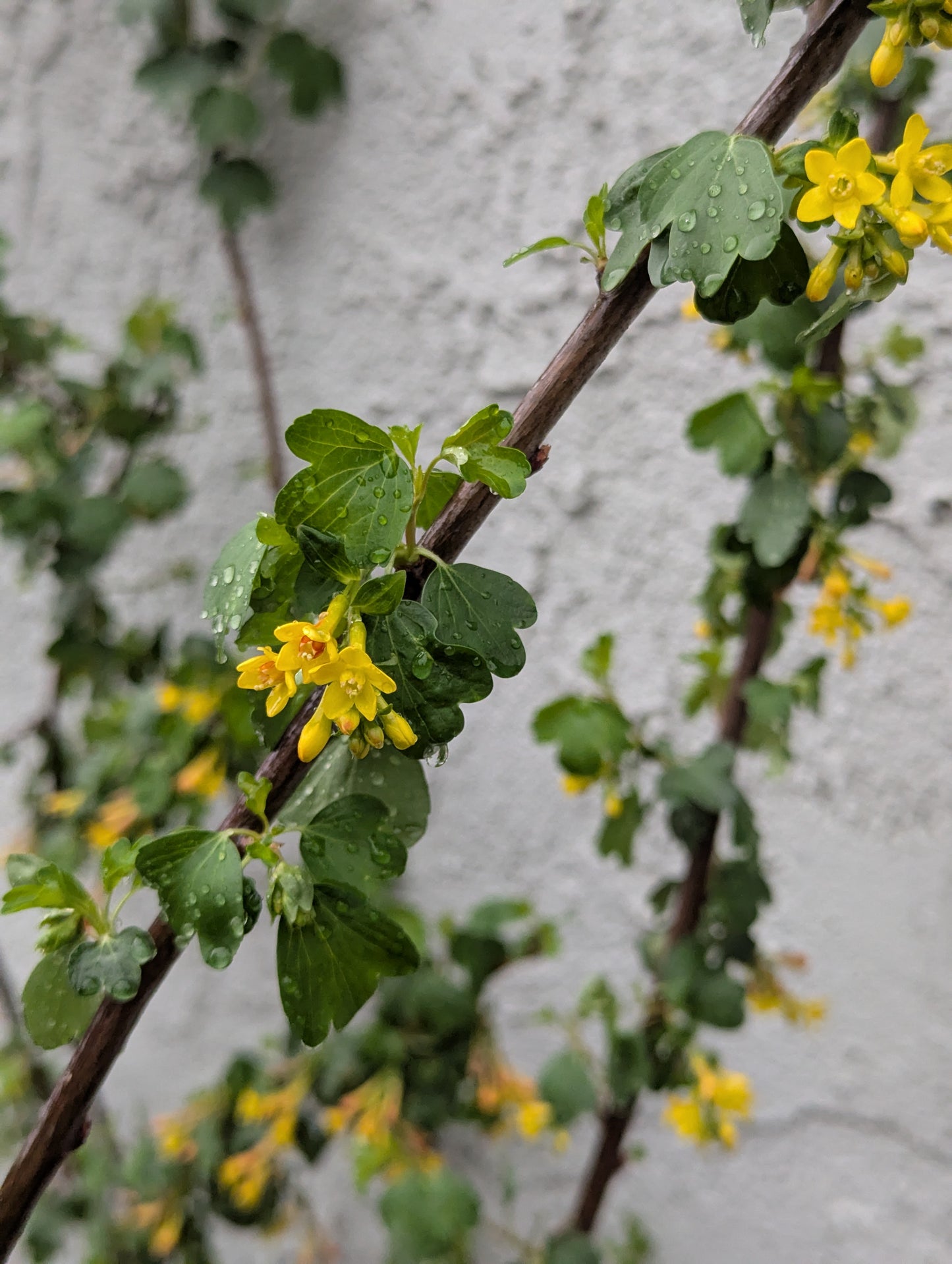 Golden Currant image 1