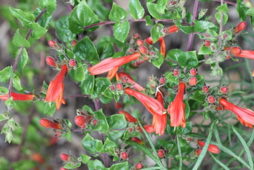 Climbing Penstemon