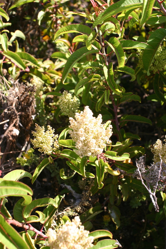 Laural Sumac