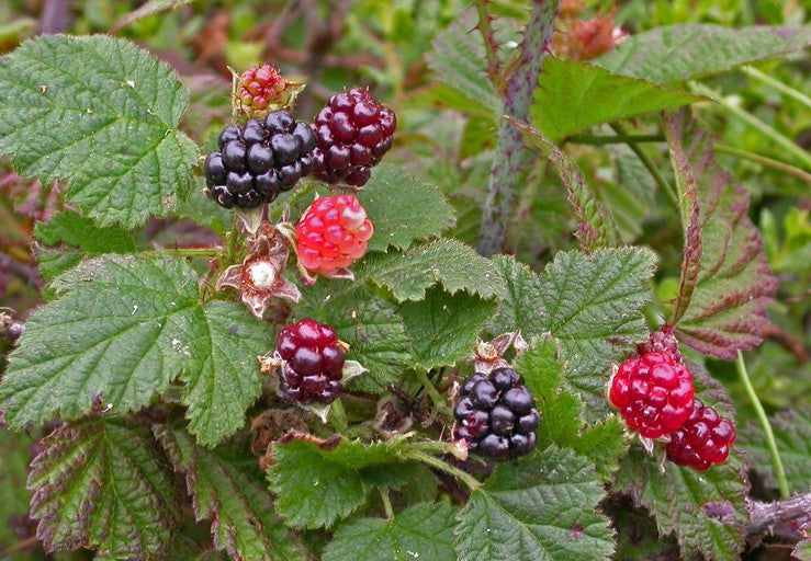 Pacific blackberry