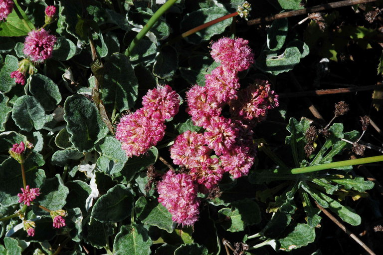 Red-Flowered Buckwheat