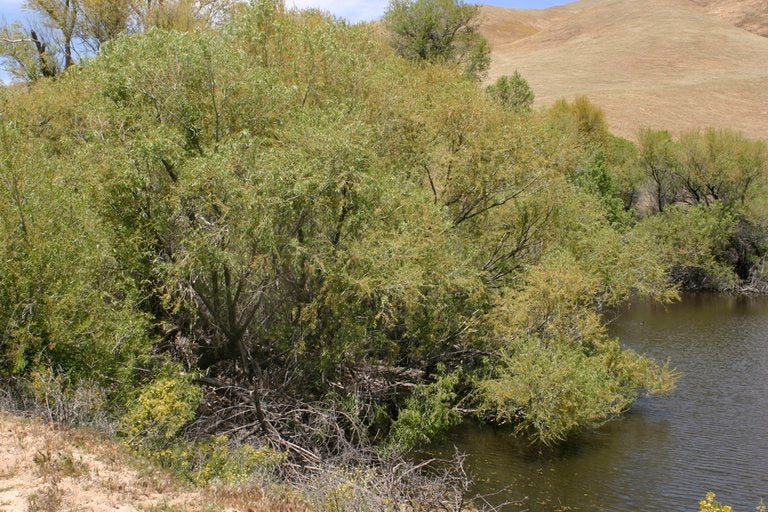 Arroyo Willow
