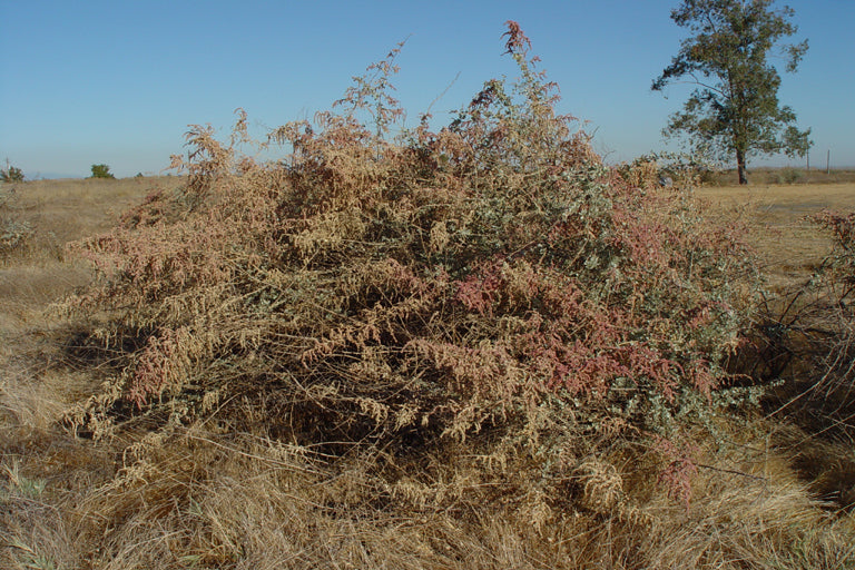 Big Saltbush