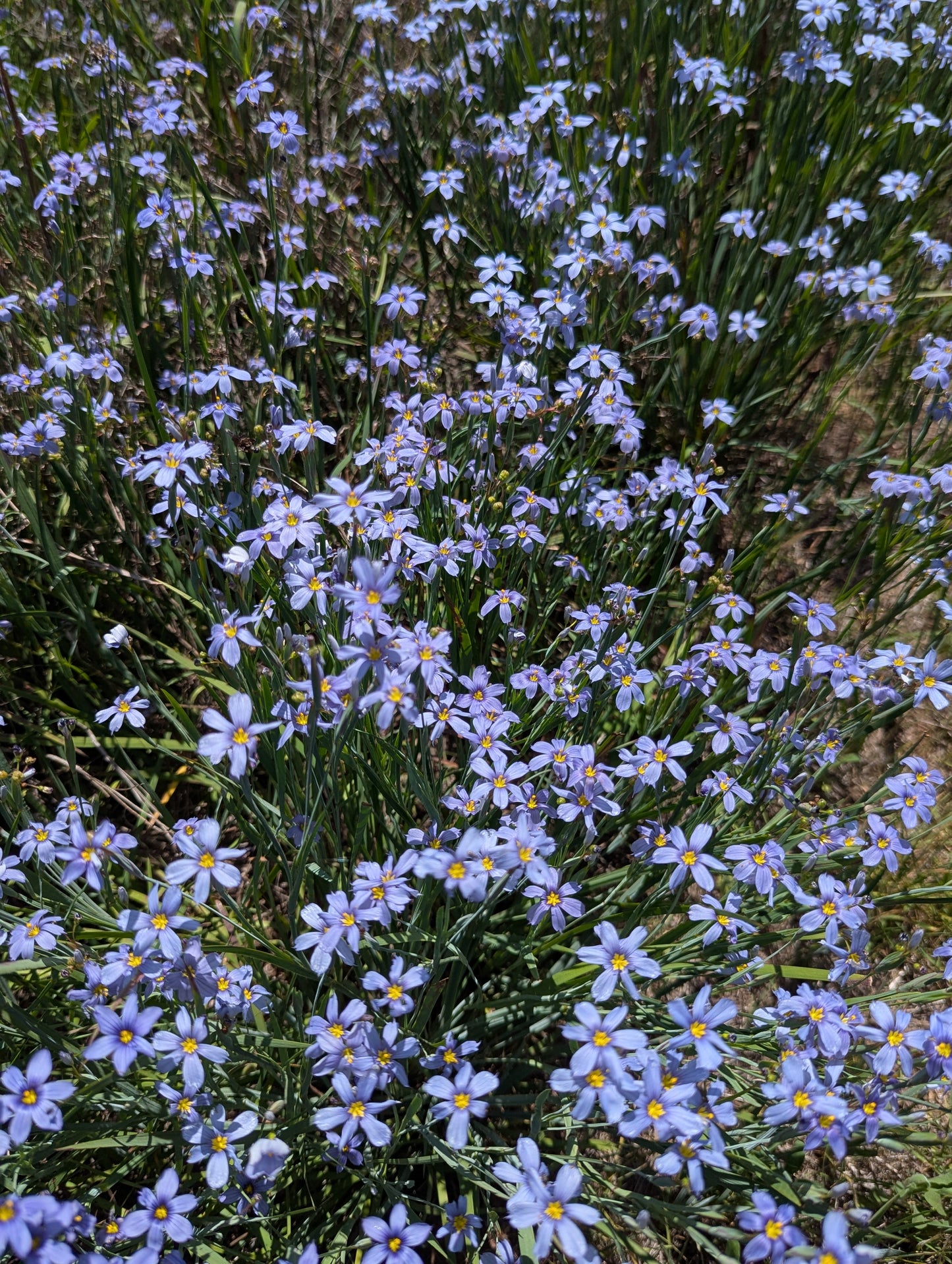 Blue eyed grass image 2