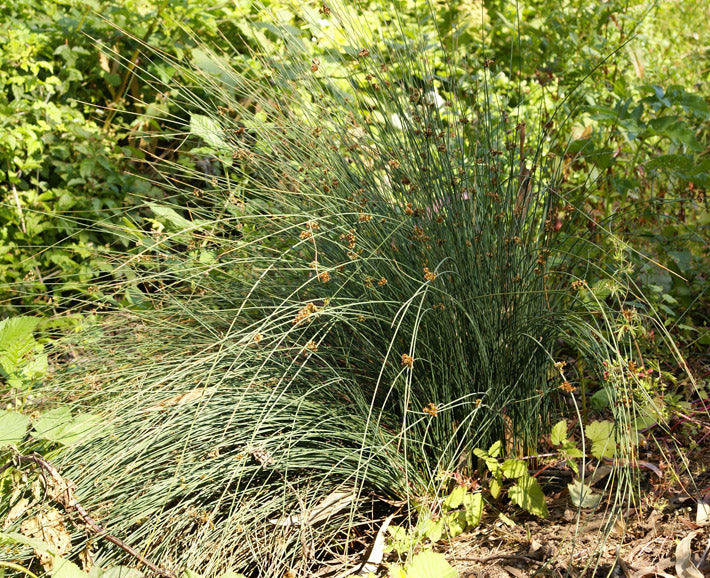 Common Rush