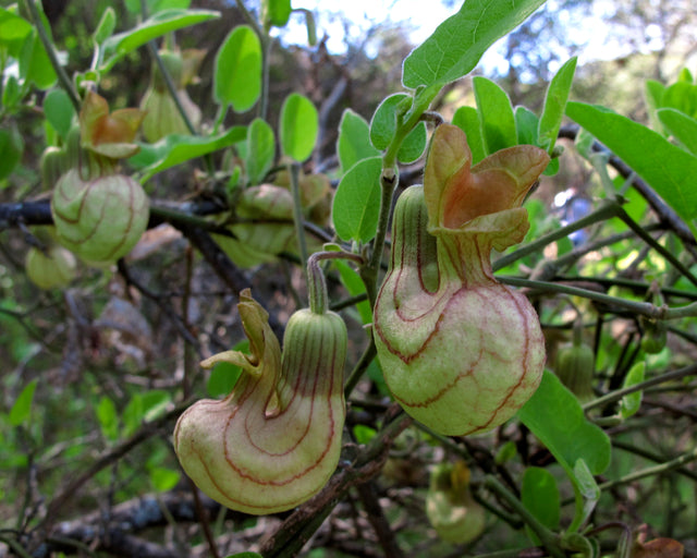 Dutchman's Pipevine