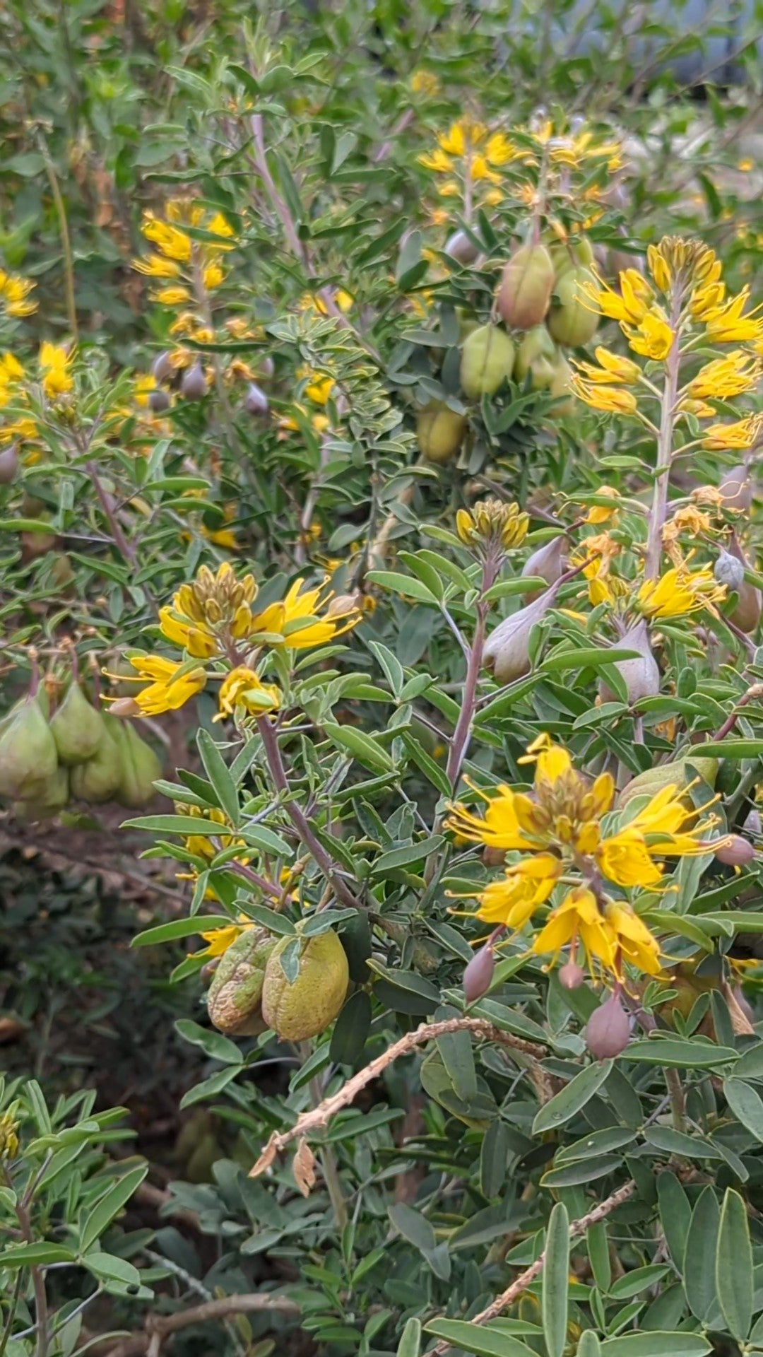 Bladderpod image 1