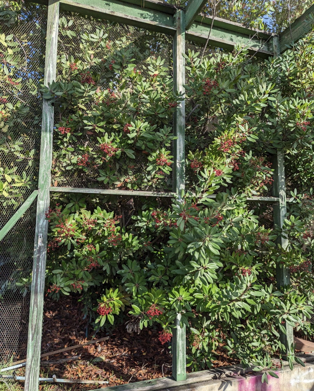 Toyon image 0