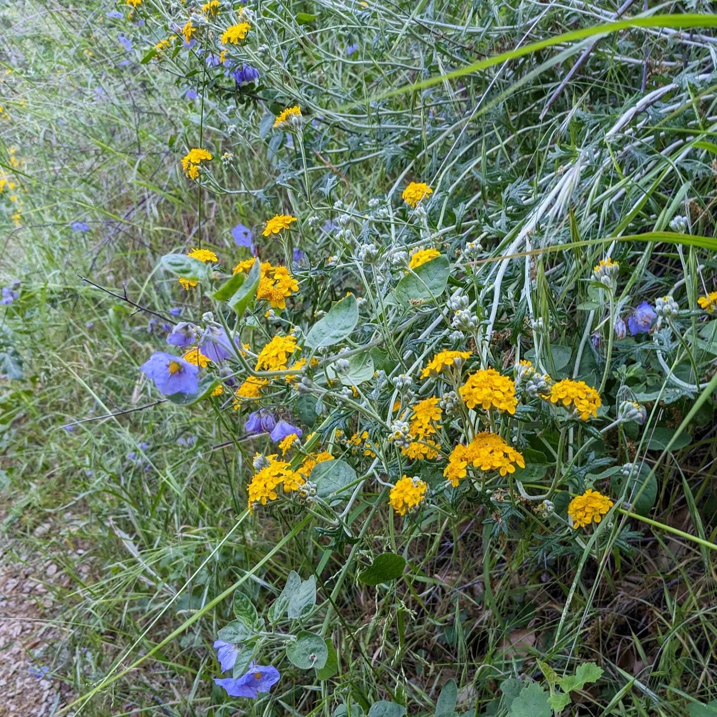 Golden yarrow image 1