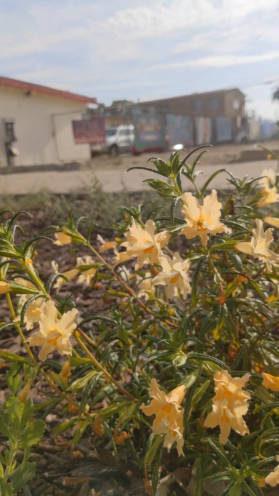 Sticky Monkey Flower image 1