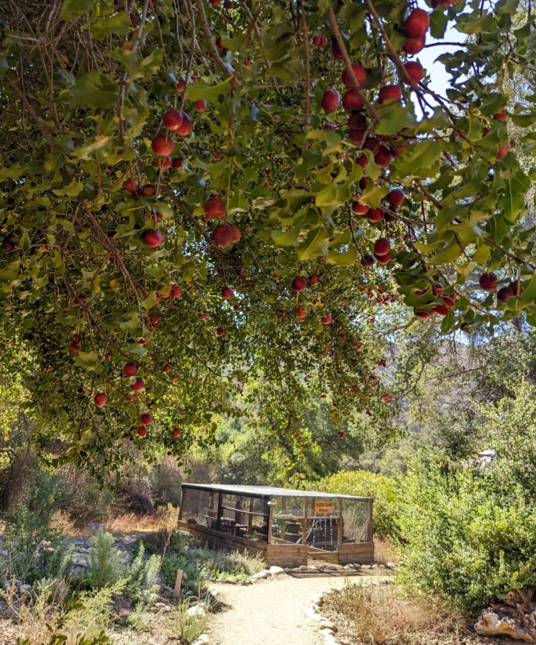 Hollyleaf Cherry image 0