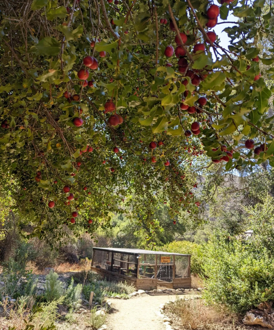 Hollyleaf Cherry image 0