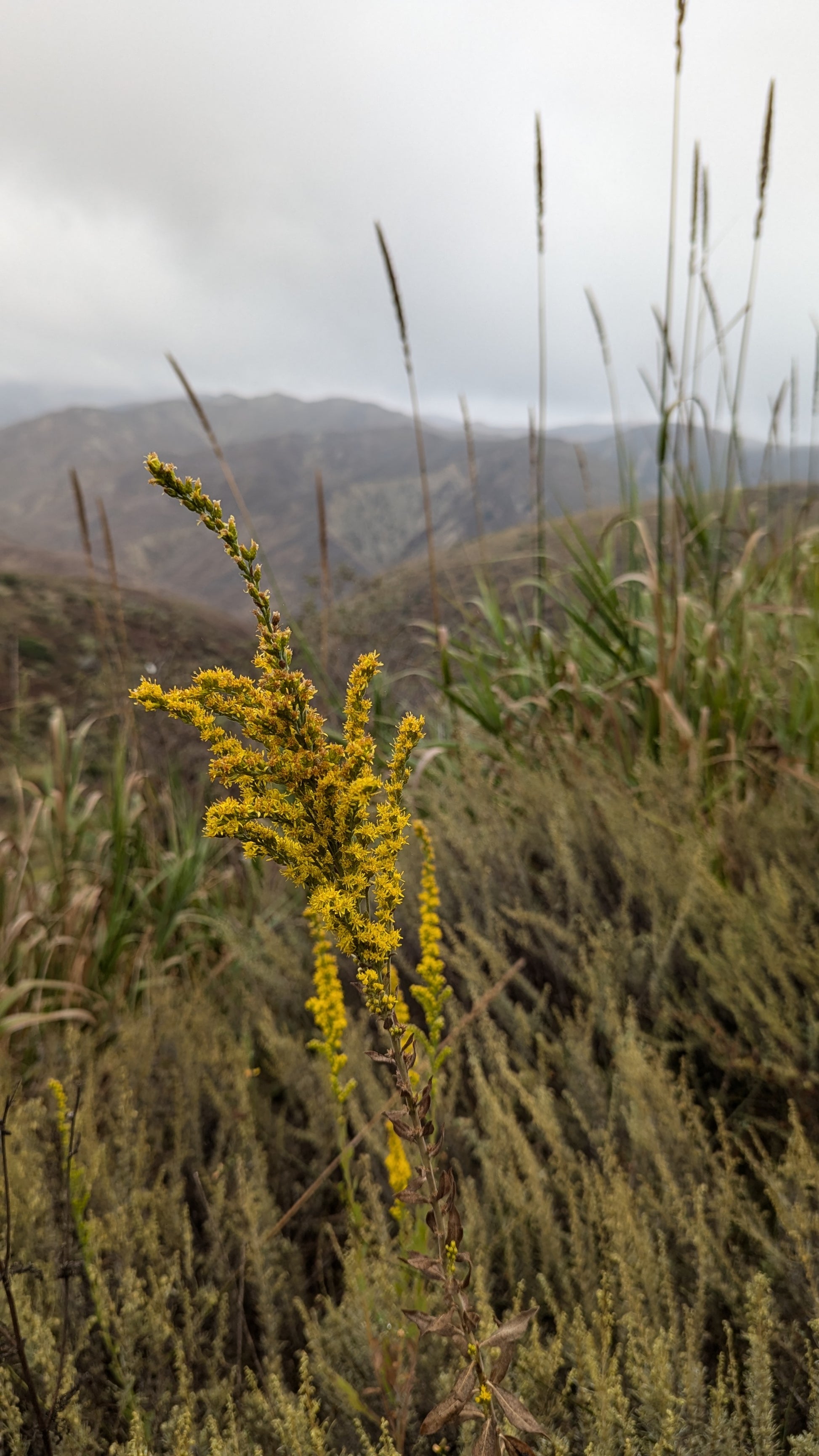 Goldenrod 1 gallon image 0