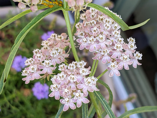 Narrowleaf milkweed  image 0