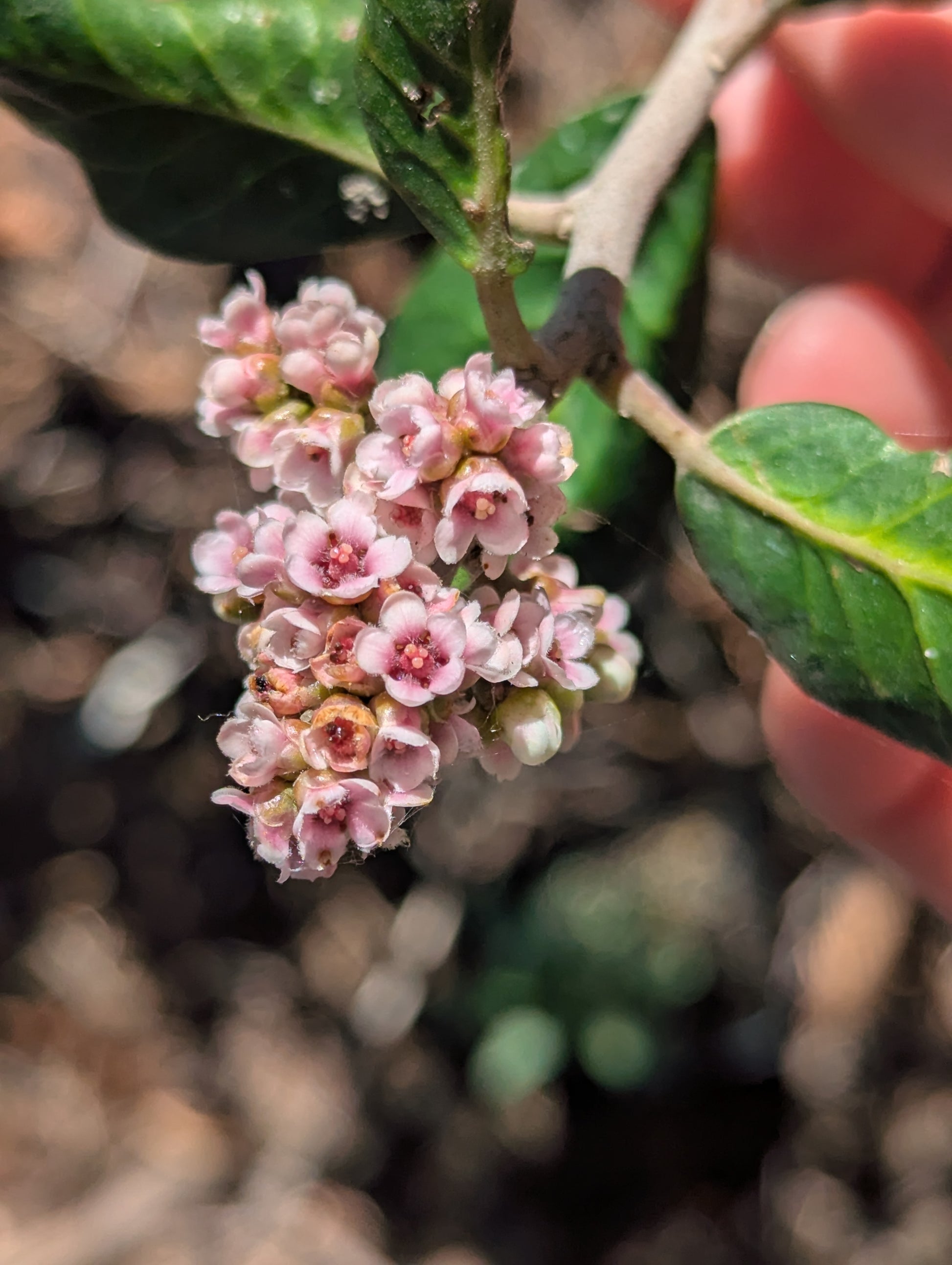 Lemonade Berry image 1