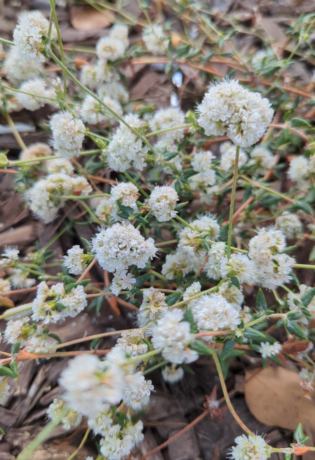 Seacliff Buckwheat image 0