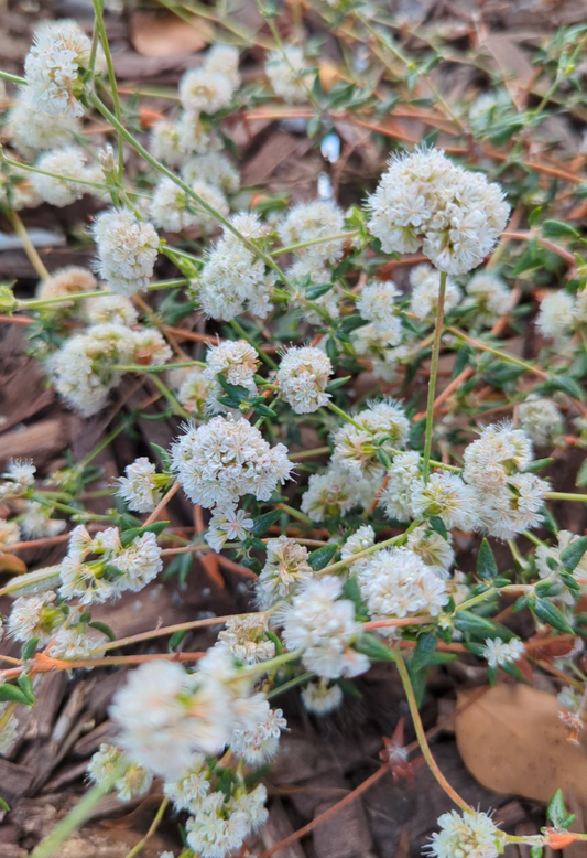 Seacliff Buckwheat image 0
