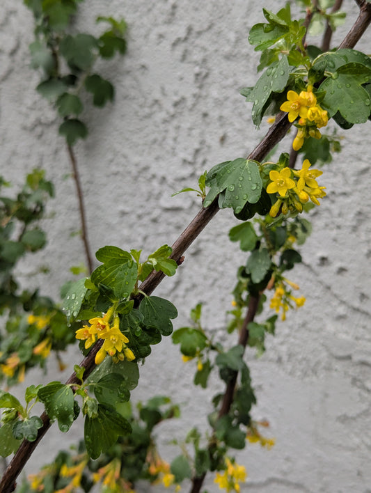 Golden Currant image 0