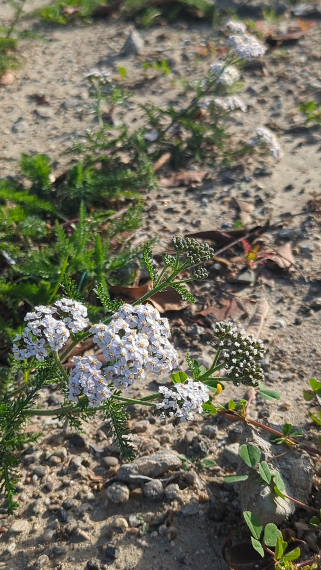 Yarrow image 1