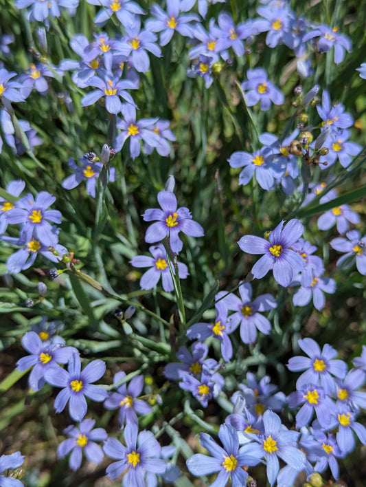 Blue eyed grass image 0
