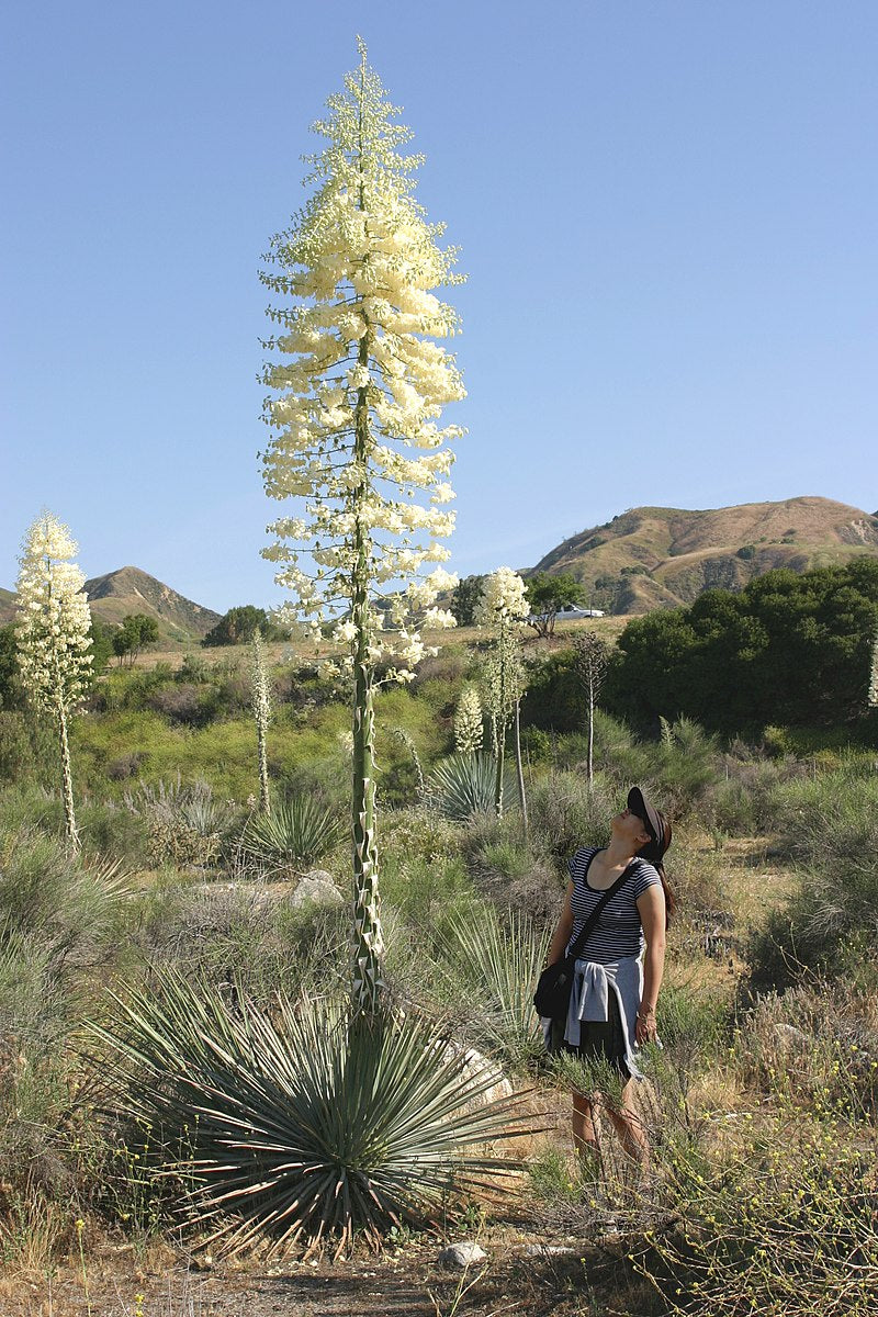 Chaparral Yucca image 0
