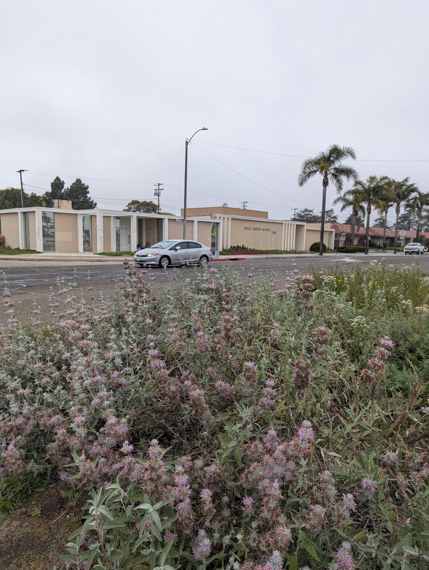Purple Sage image 1