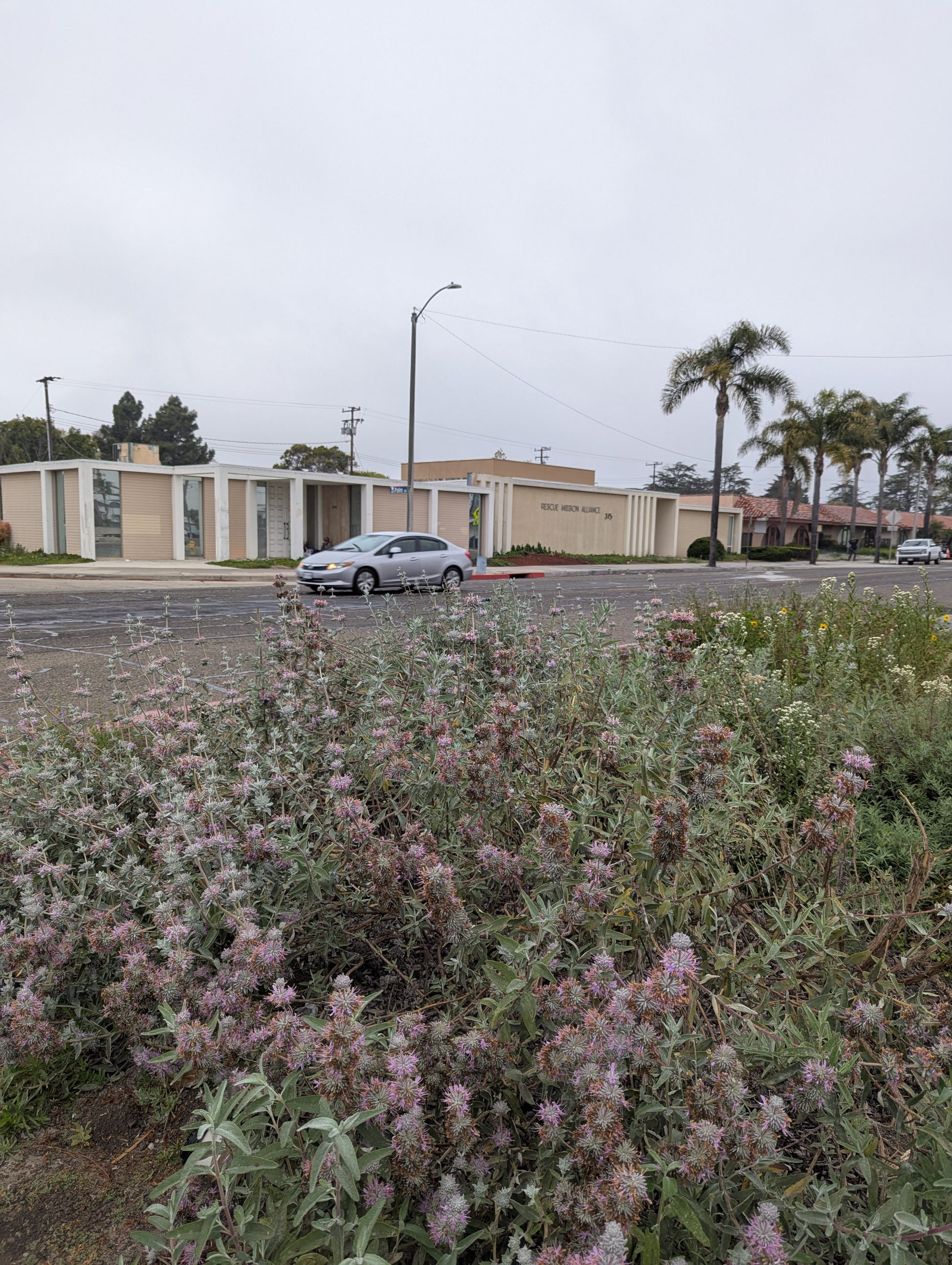 Purple Sage image 1