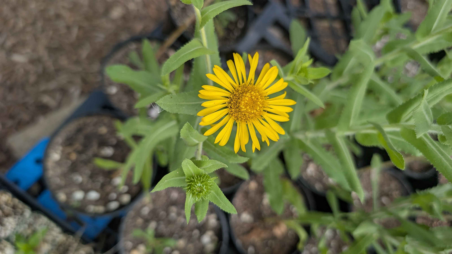 Mexican arnica image 0