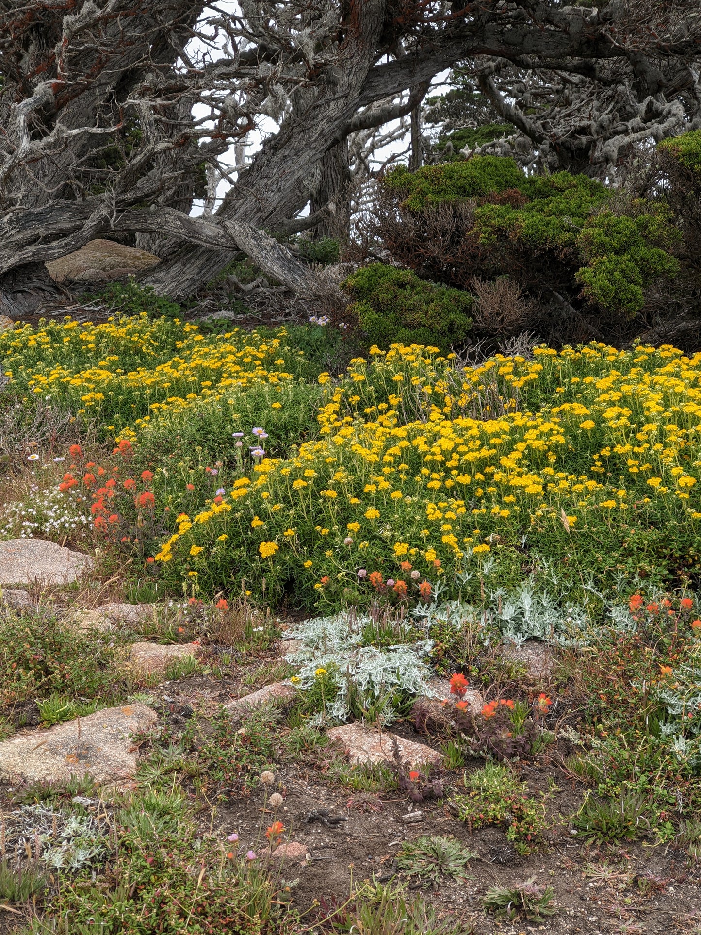 Golden yarrow image 2