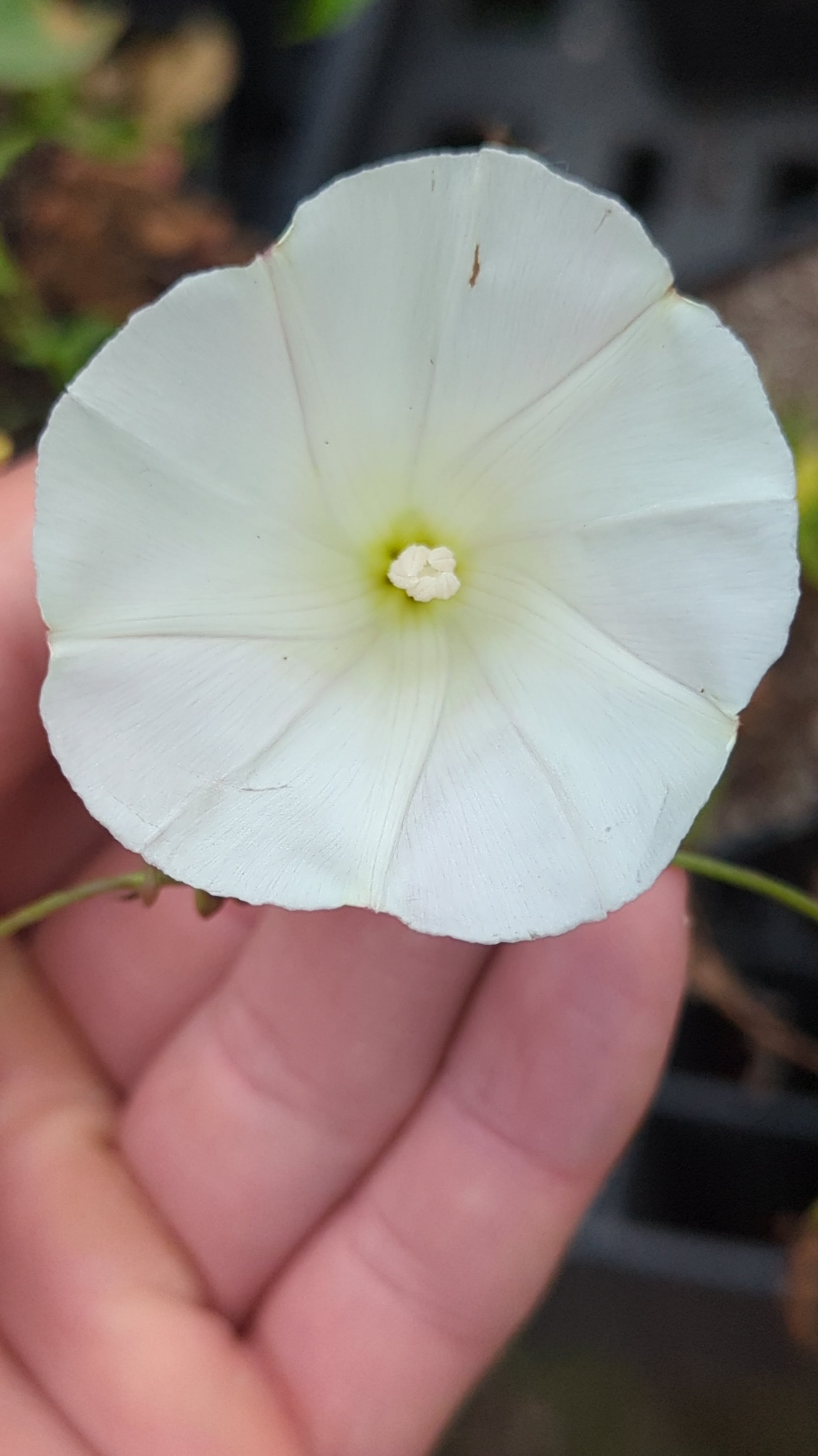 Coastal Morning Glory image 1