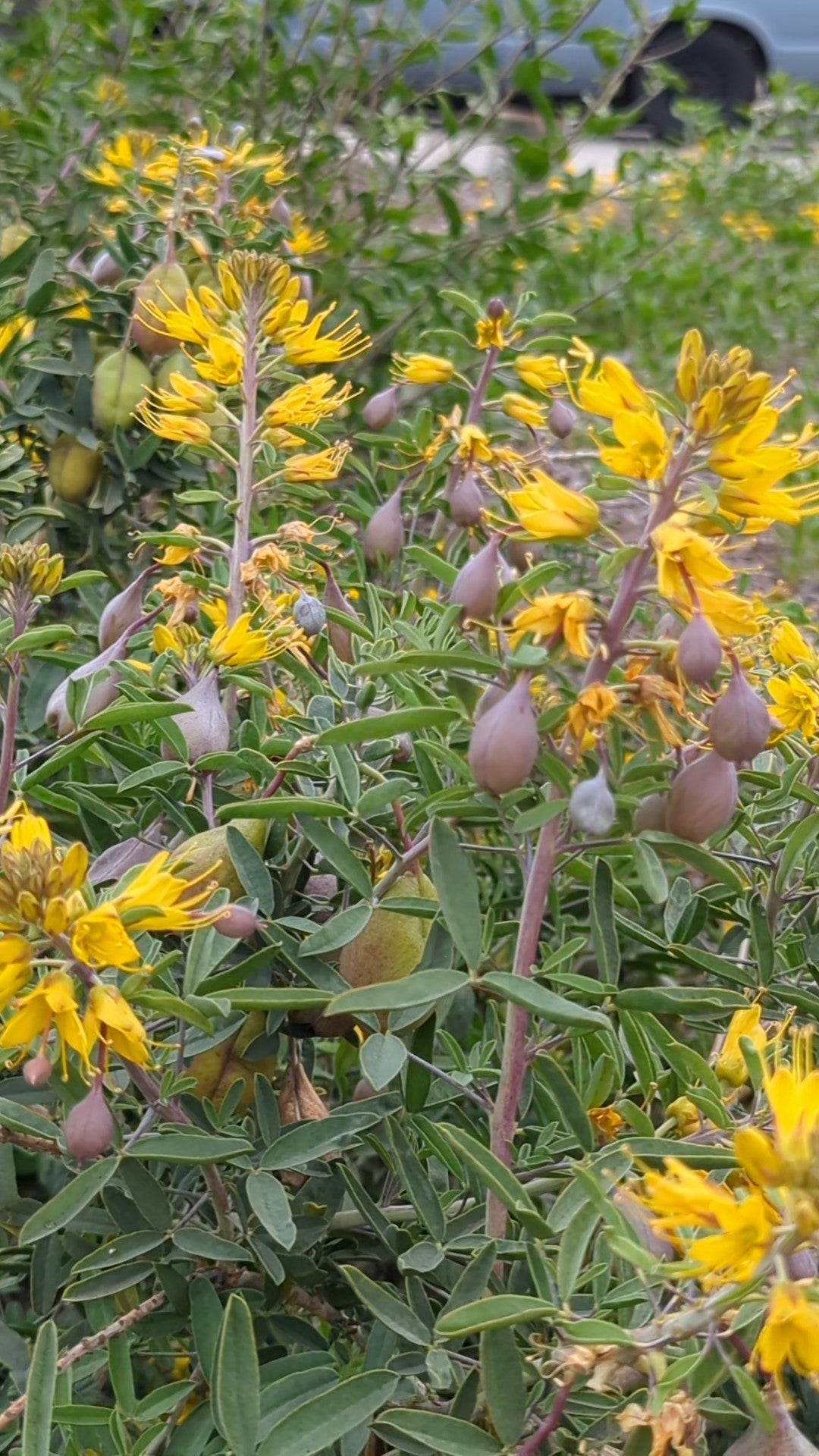 Bladderpod image 0