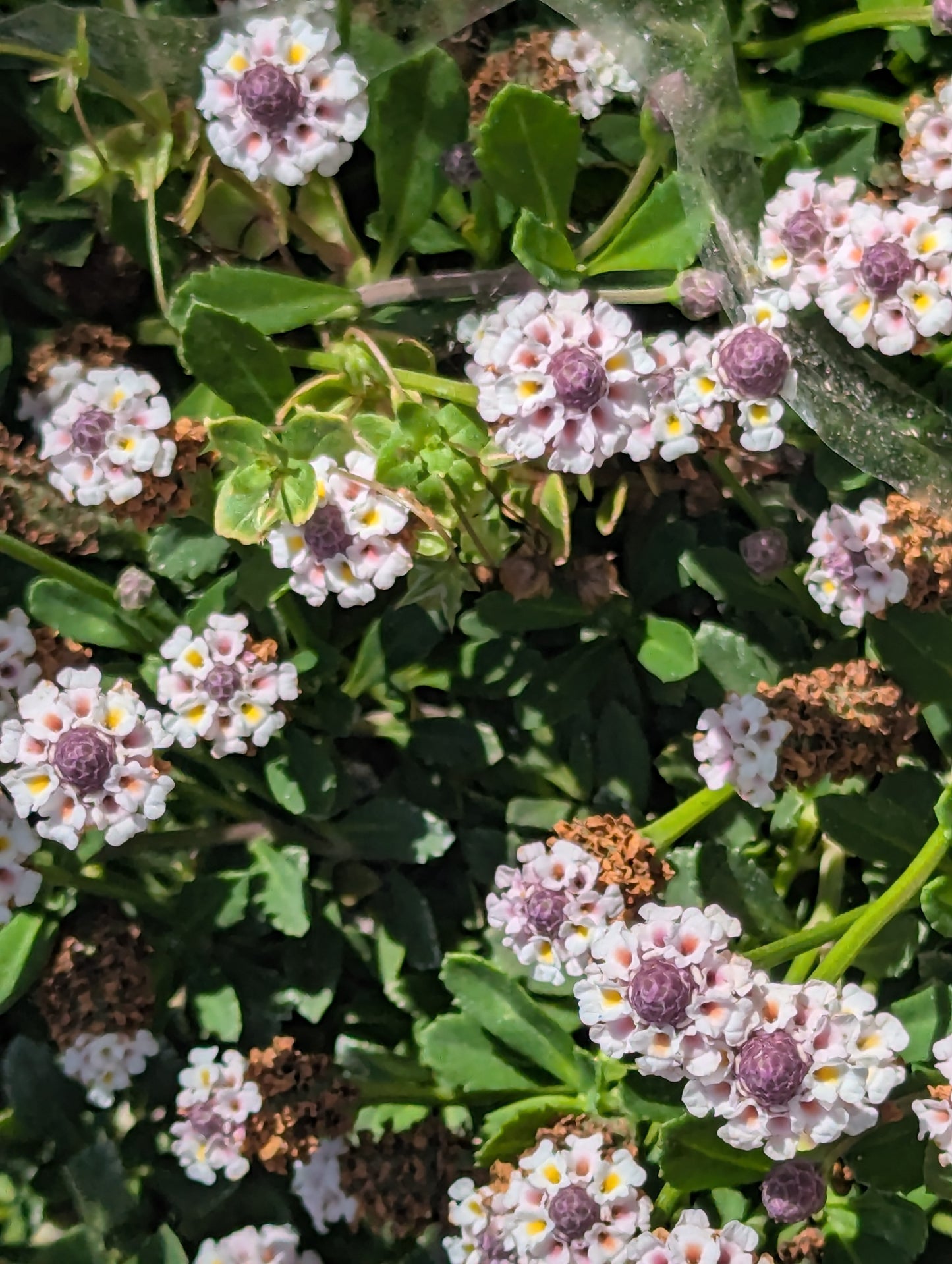 Lippia image 0