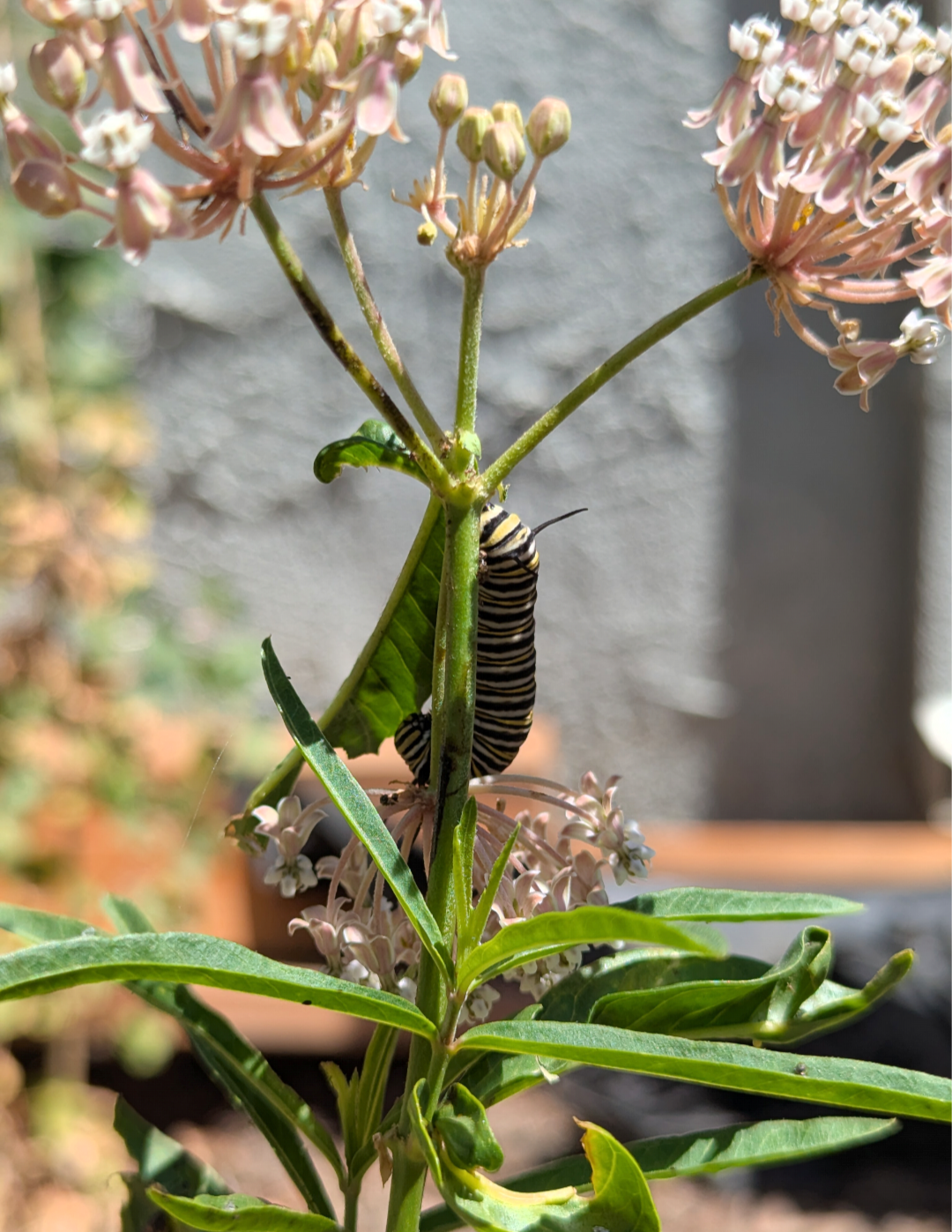 Narrowleaf milkweed  image 2
