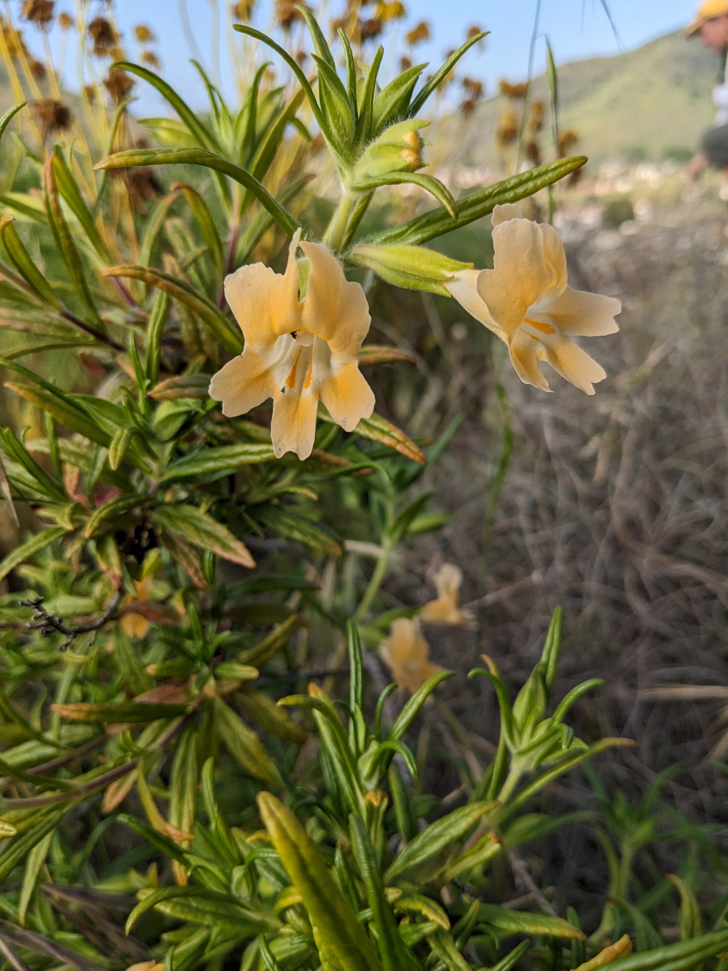 Sticky Monkey Flower image 0