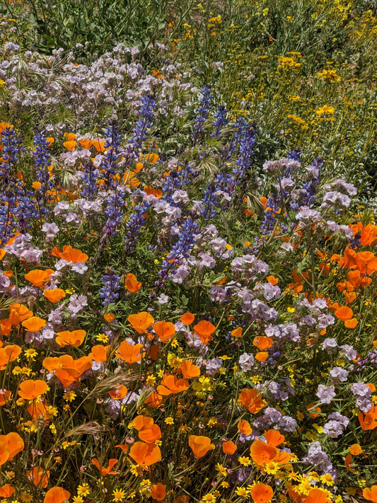 Coastal Grassland kit image 0