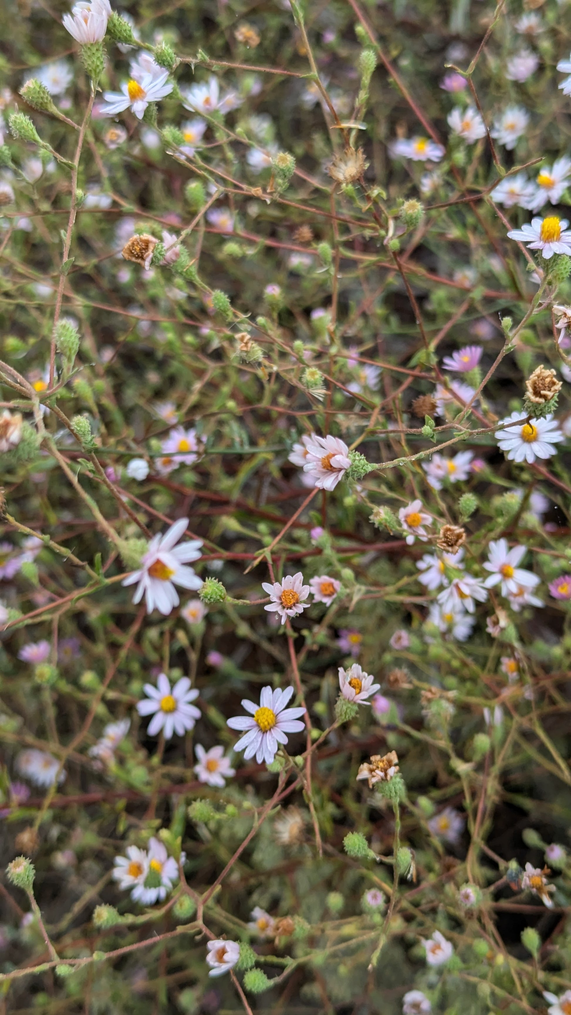 California Aster image 0