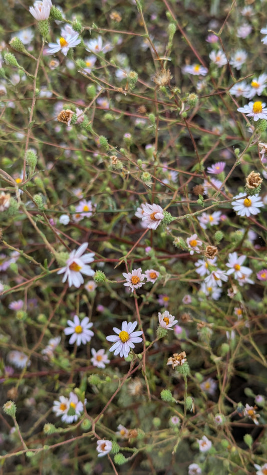 California Aster image 0