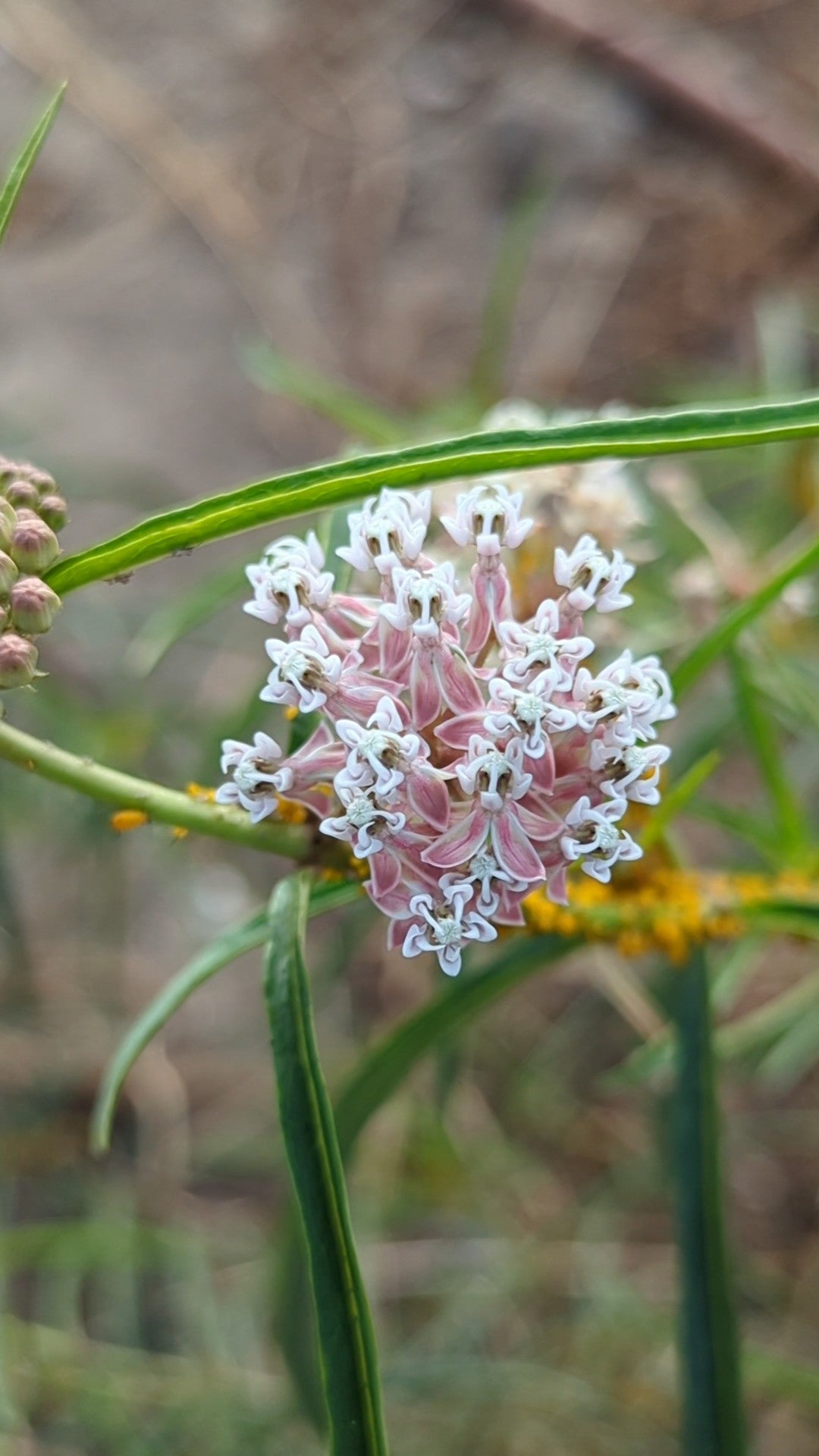Narrowleaf milkweed  image 1