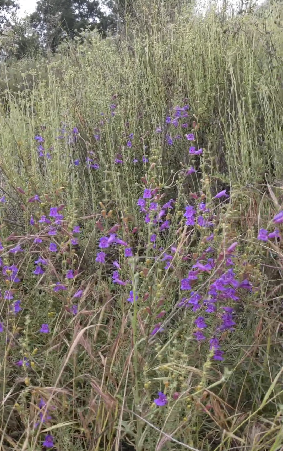 Foothill Penstemon image 1