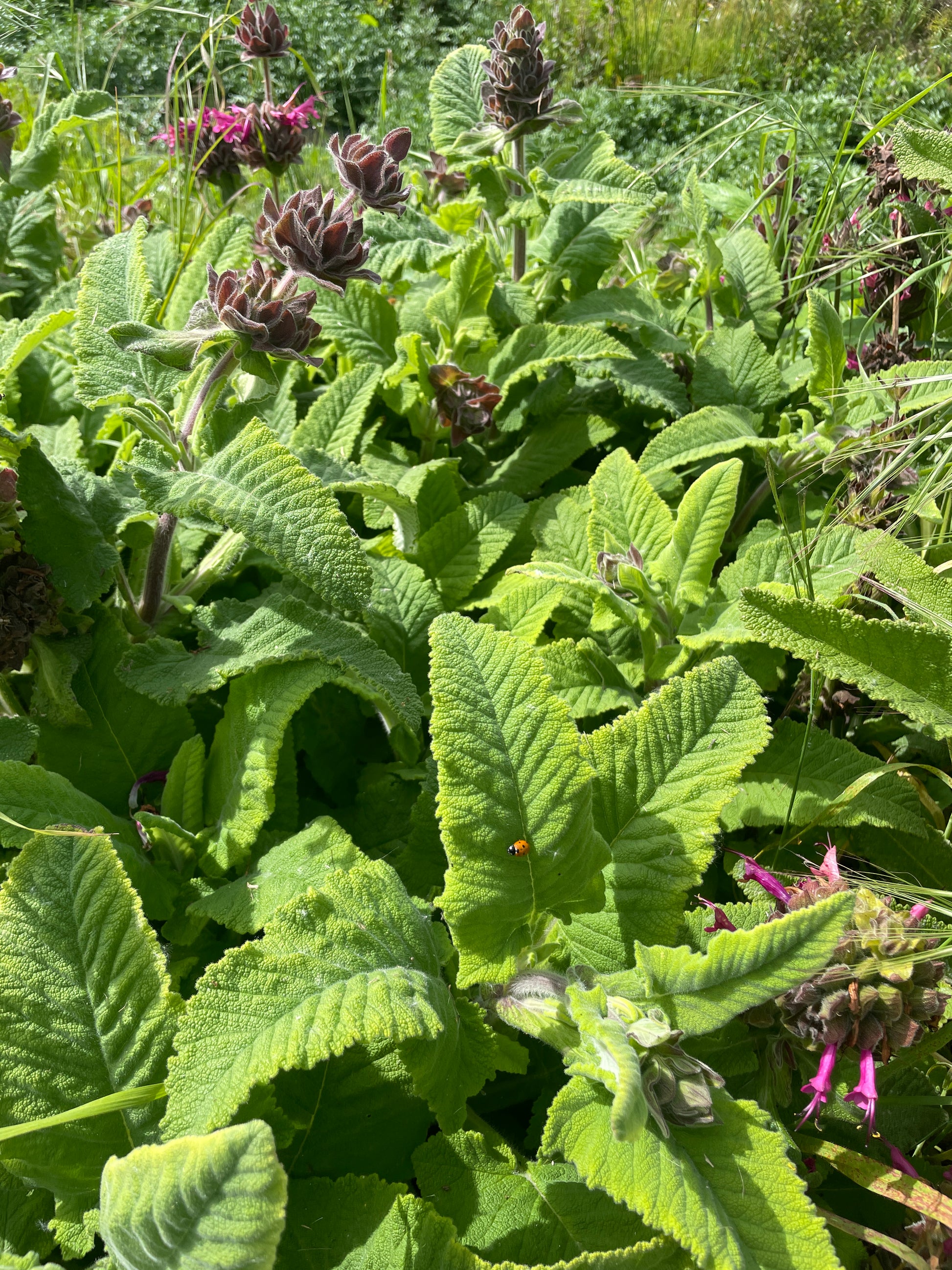 Salvia spathacea Hummingbird Sage 4 inches image 1