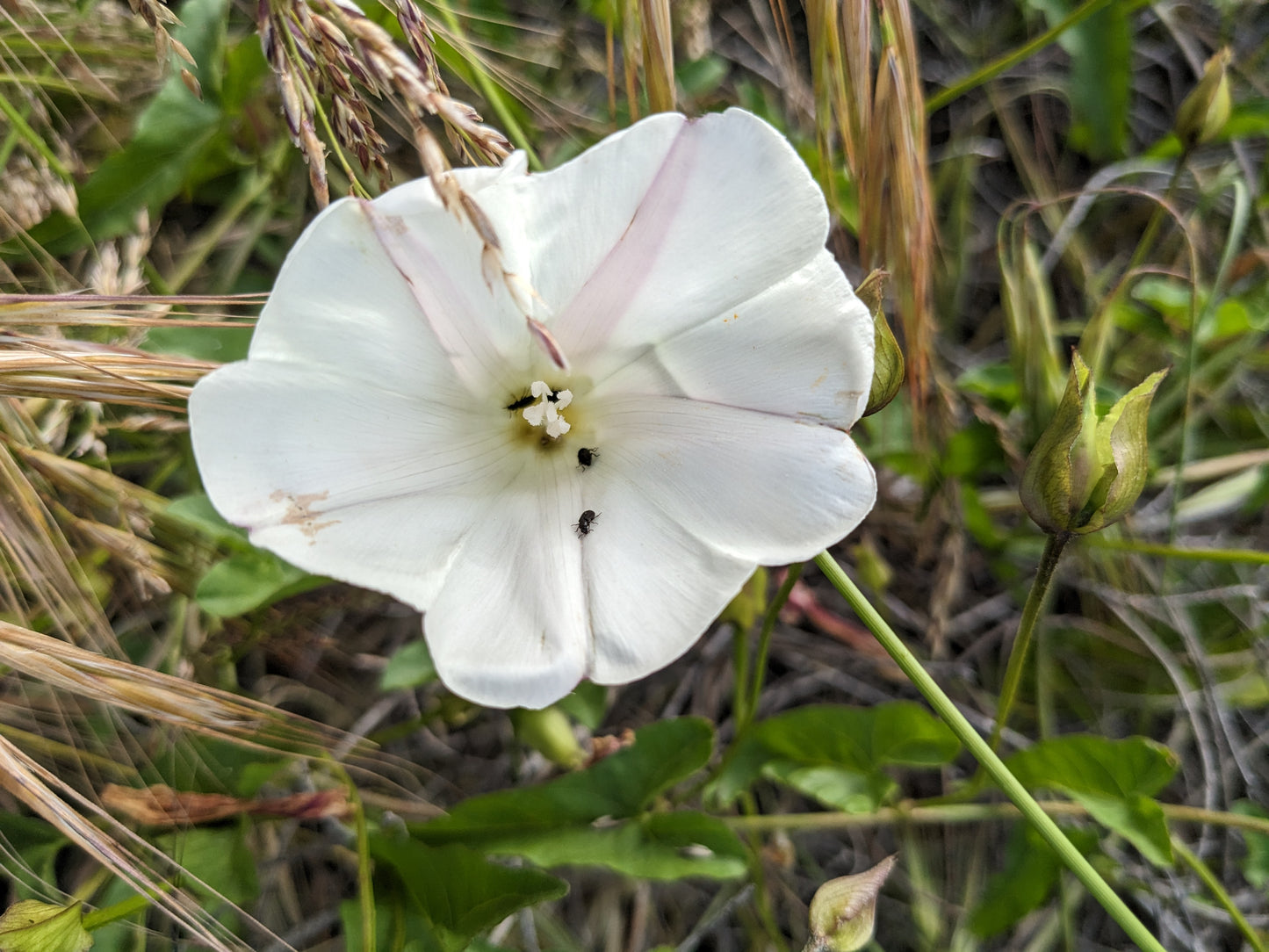 Coastal Morning Glory image 2