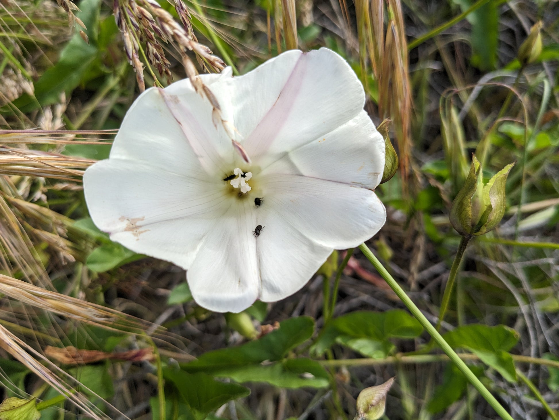 Coastal Morning Glory image 2