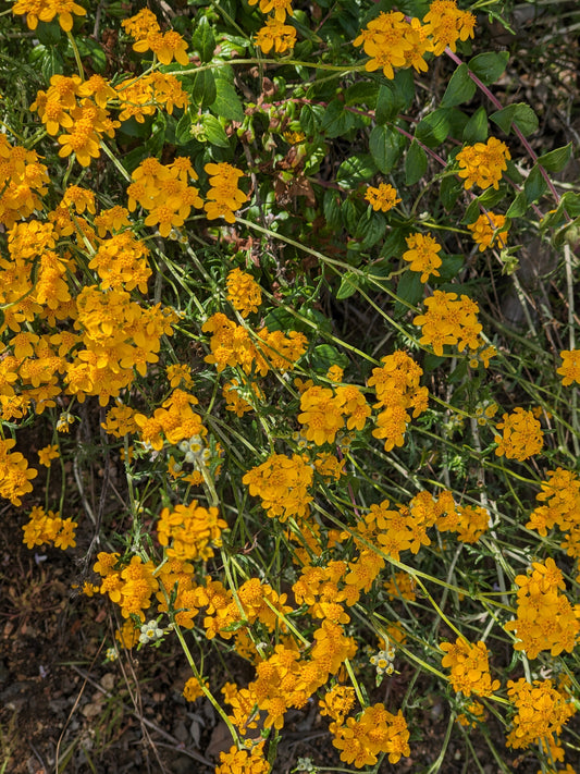 Golden yarrow image 0