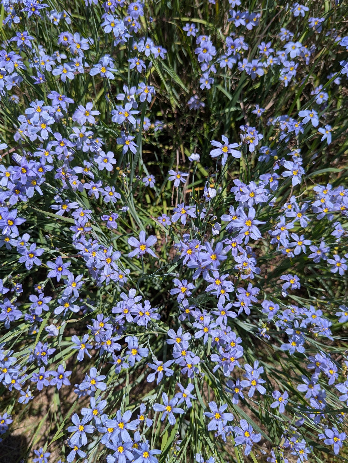 Blue eyed grass image 1