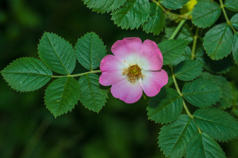 California Wild Rose