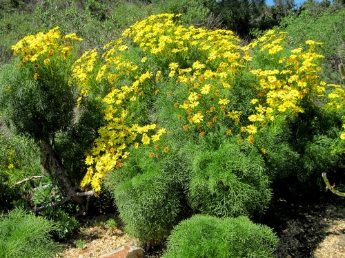 Giant coreopsis